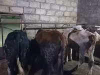 Bull, Russian Black pied cattle — photo 4