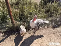 رويال بالم — الصورة 4