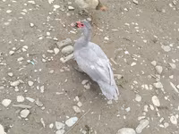 Ducks — foto 1