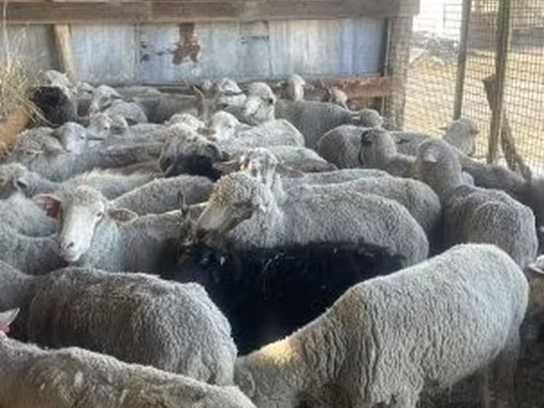 Sheep, Sheep