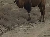 Էգ ուղտ, Kazakh Bactrian camel — լուսանկար 2