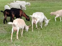 बकरी, Saanen goat — फ़ोटो 1