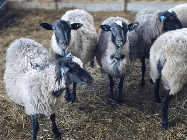 मेढ़ा, Romanov sheep