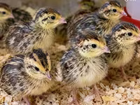 Quails — photo 3