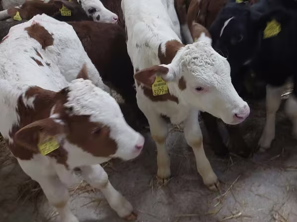 Ցուլ, Simmental cattle