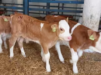 सांड, Simmental cattle — फ़ोटो 4