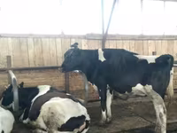 गाय, Swiss cattle — फ़ोटो 2