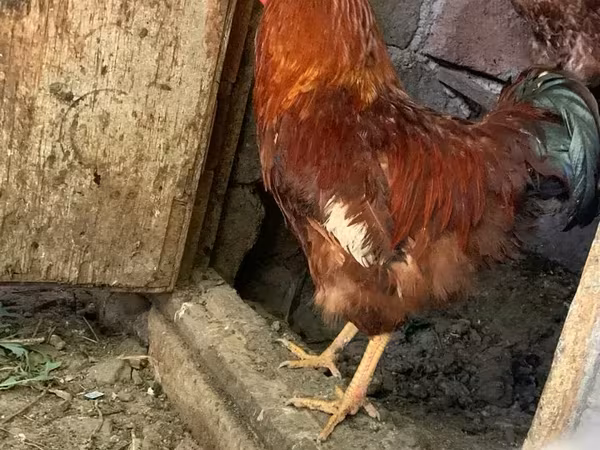 Chickens — Հայաստան