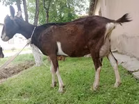 Էգ այծ, Alpine goat — լուսանկար 3