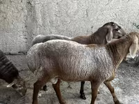 كبش, الأغنام — الصورة 5