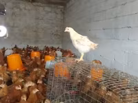 Chickens — 2-сурет