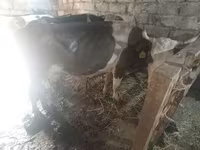 Сиыр, Simmental cattle — 3-сурет