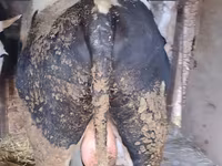 Bull, Holstein breed — photo 2