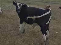 母牛, Red Polled Cow — 照片 4