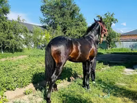حصان, Swedish warmblood horse — الصورة 7