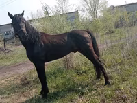 Айғыр, Altai horse — 2-сурет