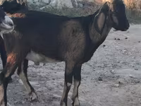 Cabro, Nubian Goat — foto 1