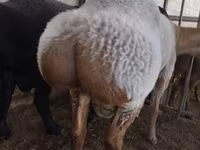 كبش, Rambouillet sheep — الصورة 3