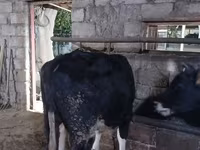 Bull, Russian Black pied cattle — photo 7