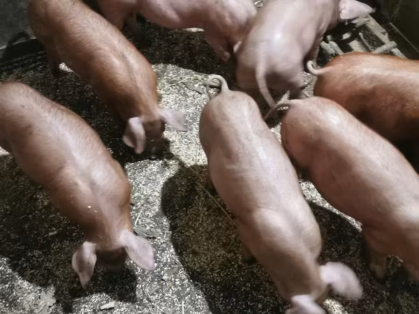 Eber, Schweine