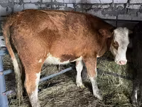 Kuh, Kasachische Weißkopfkuh — Foto 1