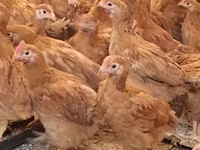 Chickens — լուսանկար 3