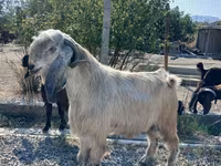 Bode, Cabras — foto 2