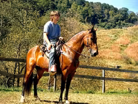 Ձի, Tennessee Walking Horse — լուսանկար 2