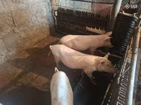 Sow, Pigs — photo 2
