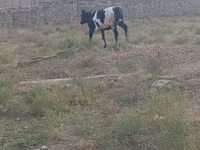 गाय, Russian Black pied cattle — फ़ोटो 2