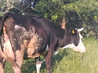 Kuh, Holstein-Rasse — Foto 4