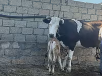 Сиыр, Simmental cattle — 3-сурет