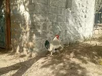 Brahma — Foto 4