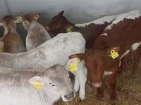 मवेशी (लॉट, लिंग निर्दिष्ट नहीं), Simmental cattle — फ़ोटो 2
