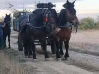Էգ ձի, Hungarian horse breed — լուսանկար 6