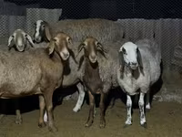 Schaf, Arashan sheep — Foto 5