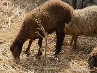 Schafe (Partie, Geschlecht nicht angegeben), Karabakh sheep — Foto 1