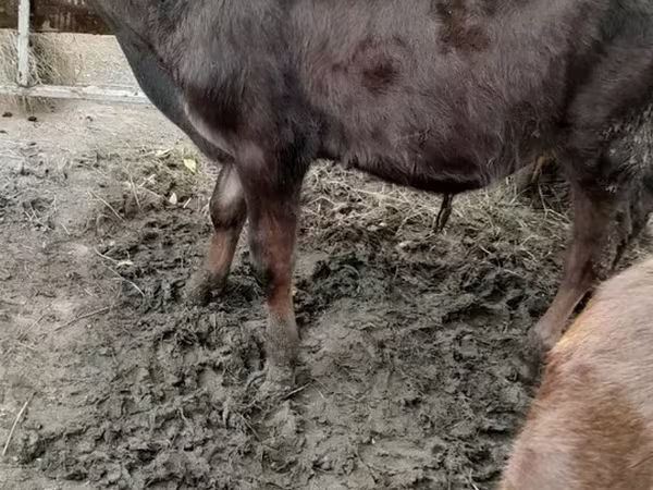 Bull, Cattle — Armenia