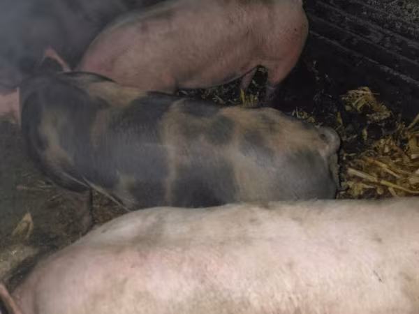 Eber, Schweine
