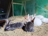Chickens — լուսանկար 4