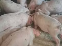 Boar, Pigs — photo 2