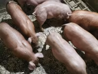 Eber, Schweine — Foto 2
