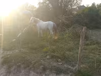 Айғыр, Azerbaijan horse — 3-сурет