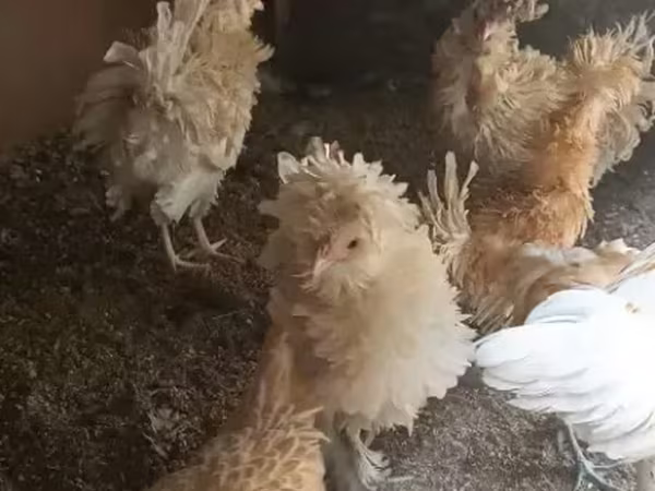 Шамо тауықтары