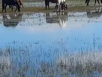 Էգ ձի, Horse breed — լուսանկար 1