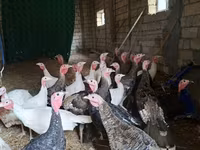 Guinea fowl — الصورة 2
