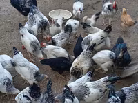 Chickens — Foto 3