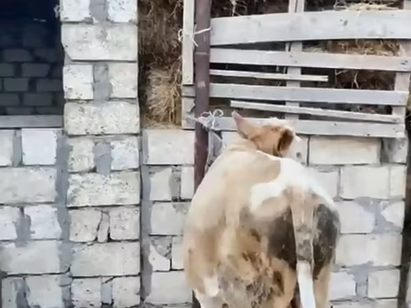Bull, Cattle