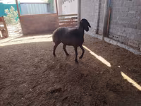 Ոչխարներ (խումբ, սեռը նշված չէ), Blackheaded Persian sheep — լուսանկար 6