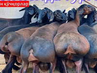Խոյ, Baerchuke sheep — լուսանկար 4